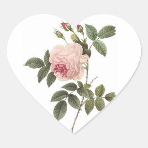 Redoute Rose 2 Herz-Aufkleber