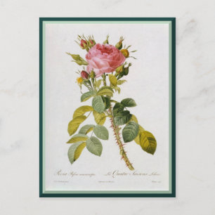 Redoute Rose Einzelstiel Postkarte