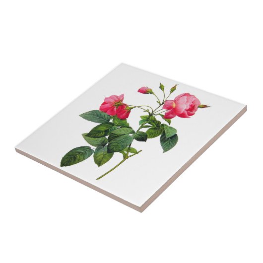 Redoute Rose Fliese (Seite)