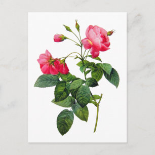 Redoute Rose Postkarte