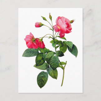 Redoute Rose Postkarte