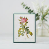Redoute Rose Single Stem Postkarte (Stehend Vorderseite)