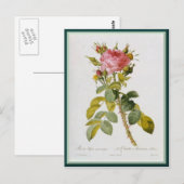 Redoute Rose Single Stem Postkarte (Vorne/Hinten)