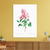 REDOUTÉ VINTAG BOTANISCHE "CHINESISCHE LILAK" LEINWANDDRUCK (Insitu (Wohnzimmer))