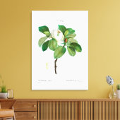 REDOUTÉ VINTAG BOTANISCHE "MAGNOLIA" LEINWANDDRUCK (Insitu (Wohnzimmer))