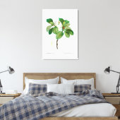 REDOUTÉ VINTAG BOTANISCHE "MAGNOLIA" LEINWANDDRUCK (Insitu (Schlafzimmer))