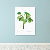 REDOUTÉ VINTAG BOTANISCHE "MAGNOLIA" LEINWANDDRUCK (Insitu (Holzboden))