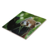 RedPanda 002 Fliese (Seite)