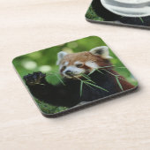 RedPanda 002 Getränkeuntersetzer (Linke Seite)