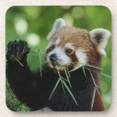 RedPanda 002 Getränkeuntersetzer (Vorderseite)