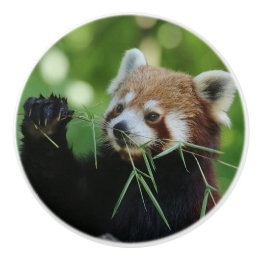 RedPanda 002 Keramikknauf (Vorderseite)
