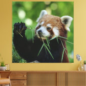 RedPanda 002 Leinwanddruck (Insitu (Wohnzimmer))