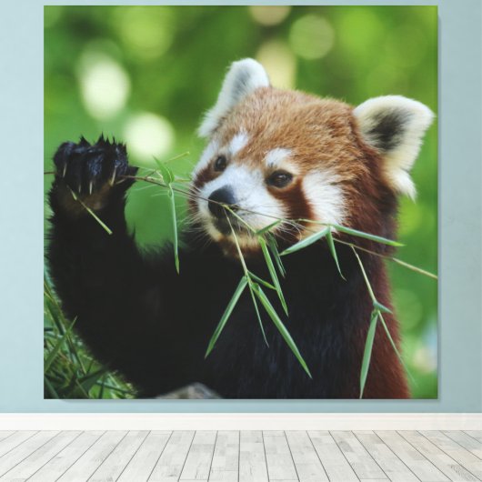 RedPanda 002 Leinwanddruck (Insitu (Holzboden))