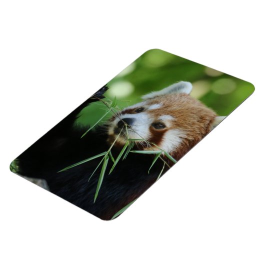 RedPanda 002 Magnet (Linke Seite)