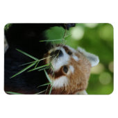 RedPanda 002 Magnet (Horizontal)
