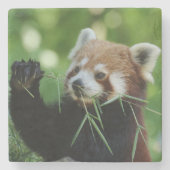 RedPanda 002 Steinuntersetzer (Vorderseite)