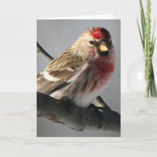 Redpoll Grußkarte Karte (Vorderseite)