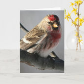 Redpoll Grußkarte Karte (Gelbe Blume)