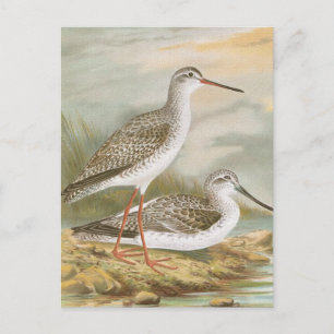 "Redshank" - Vintage Vogeldarstellung Postkarte