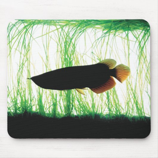 Redtail Golden Arowana Mousepad (Vorne)