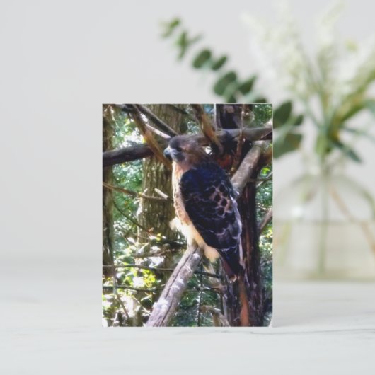 Redtail Hawk auf Zweig Postkarte (Stehend Vorderseite)