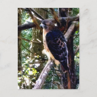 Redtail Hawk auf Zweig Postkarte