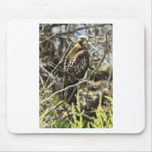 Redtailed Falke Mousepad