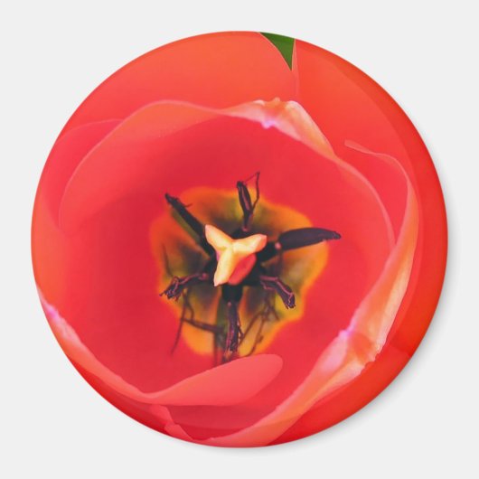 RedTulip Magnet (Vorne)