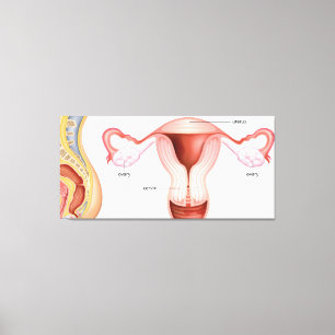 Reduktionssystem für Frauen Leinwanddruck