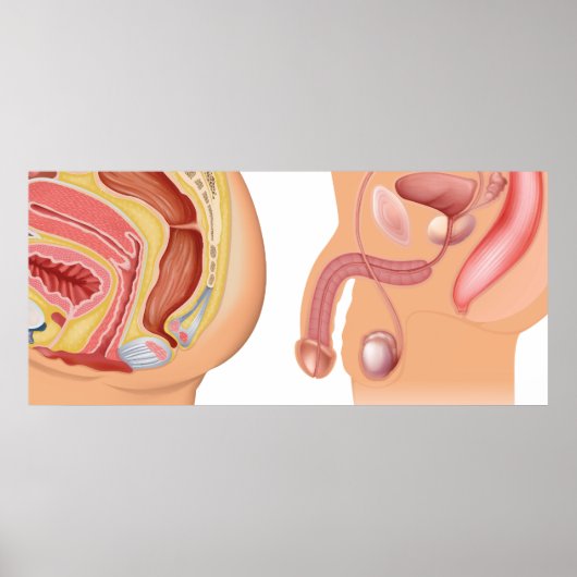 Reduktionssystem für Frauen und Männer Poster (Vorne)