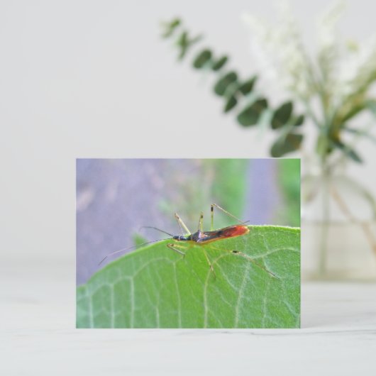 Reduviid Assassin Bug Postcard Postkarte (Stehend Vorderseite)