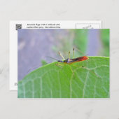 Reduviid Assassin Bug Postcard Postkarte (Vorne/Hinten)
