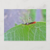 Reduviid Assassin Bug Postcard Postkarte (Vorderseite)
