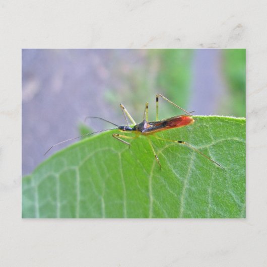 Reduviid Assassin Bug Postcard Postkarte (Vorderseite)