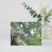 Reduviid auf der Spruce Postkarte (Stehend Vorderseite)