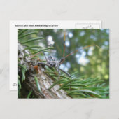 Reduviid auf der Spruce Postkarte (Vorne/Hinten)