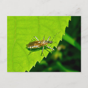 Reduviid in Gefangenschaft Garb Postcad Postkarte