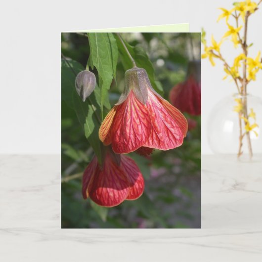 Redvein Abutilon Karte (Gelbe Blume)