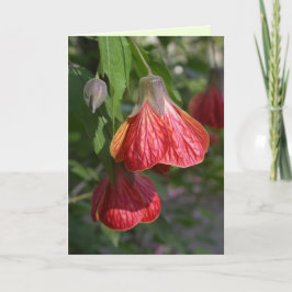 Redvein Abutilon Karte