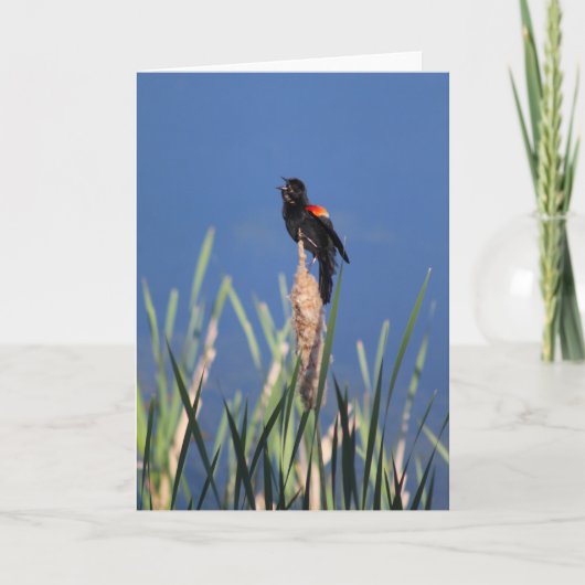Redwing Blackbird-Karte Karte (Vorderseite)