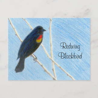 Redwing Blackbird Nature Postcard Postkarte