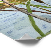 Redwing Blackbird Poster (Ecke)