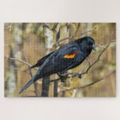 Redwing Blackbird Puzzle (Horizontal)
