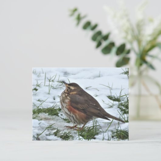 Redwing Postkarte (Stehend Vorderseite)