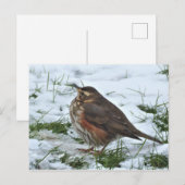 Redwing Postkarte (Vorne/Hinten)