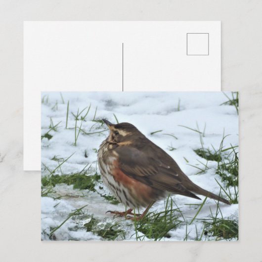 Redwing Postkarte (Vorne/Hinten)