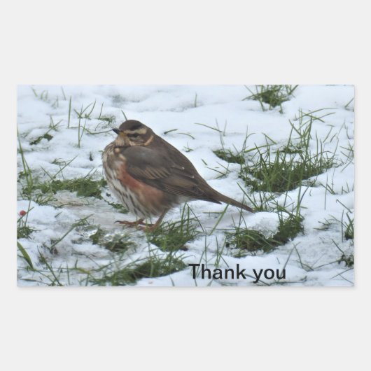 Redwing Rechteckiger Aufkleber (Vorderseite)