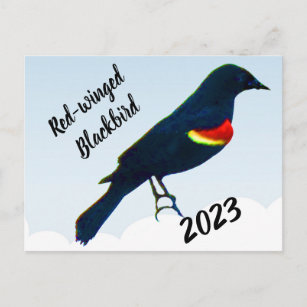 Redwinged Blackbird 2023 Calendar on Back Postcard Postkarte