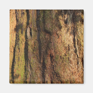 Redwood Bark Foto Texture Magnet