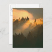 Redwood-Bäume in Küstennebel, Marin-Landkreis, Postkarte (Vorne/Hinten)